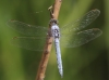 J01_3824 Orthetrum brunneum male